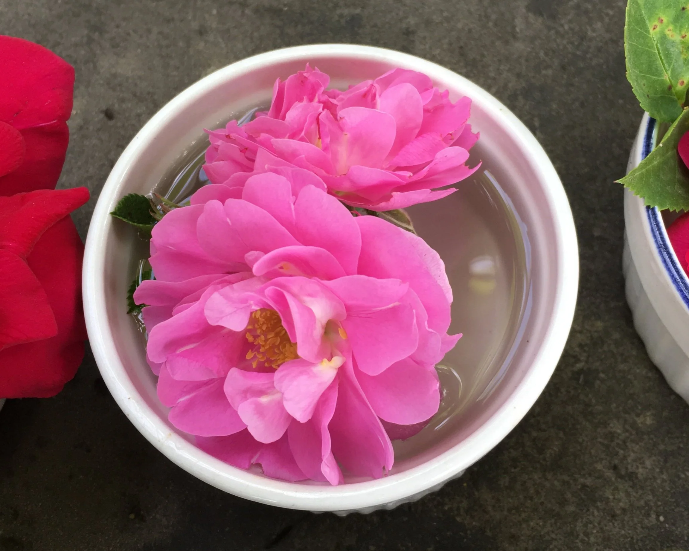 Celestial Rose — Corn Hill Nursery